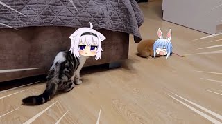 Okayu cat bully Pekora rabbit | Animal hololive