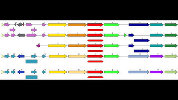 Introduction to the Compare Region Viewer
