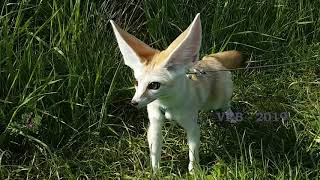 Fennec Fox Jumping through High Grass