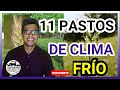 Los 11 MEJORES pastos de CLIMA FRIO para aumentar tu ganado, NO TE QUEDES SIN VER EL FINAL