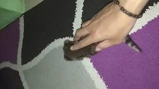 Baby musang rase
