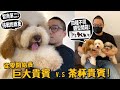 【從零開始養】巨大貴賓V.S茶杯貴賓!四種不同體型一次開箱!智商第二!許伯挑戰抱兩隻巨大貴賓!【許伯簡芝】