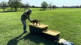 German Shepherd puppy “Brazil” is awesome!