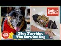 Ref:Bv0MH23QAJ0 Blue is the perfect service dog companion for veteran david broido better together daily paws