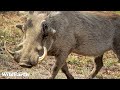 Sights and Sounds of Africam - 03 June 2024