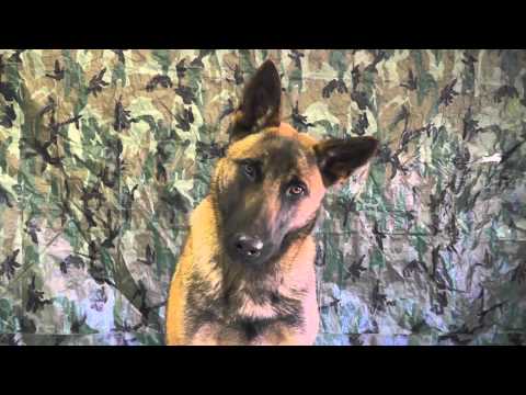 malinois-puppy-training-lesson-thirteen