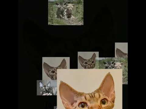 Девон Рекс котята.помет