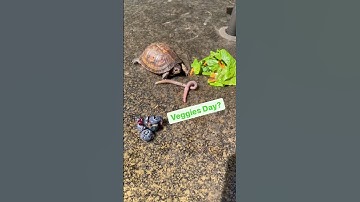 Worms are better then Veggies Splinter Says
