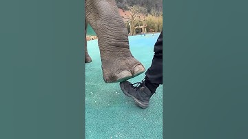 Do you know which part of an elephant