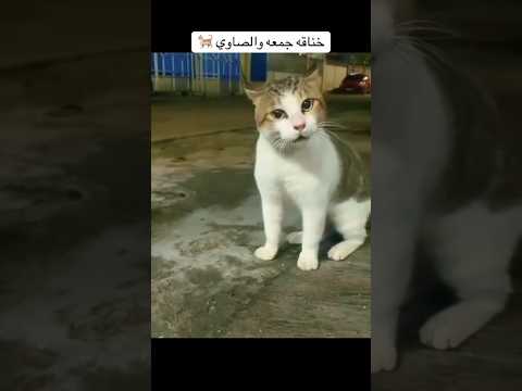 خناقة صاوي و جمعة كاملة إيه يا صاوي