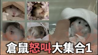 [ 超級群鼠會 ] 倉鼠幼鼠怒叫的大集合1！！( 小玉 / 小螺絲 / 花果 / 小哈哈 / 臭熊 )