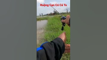 Cận Cảnh Cá Lóc Táp Mồi #shorts #cauca #caucaloc #caulure