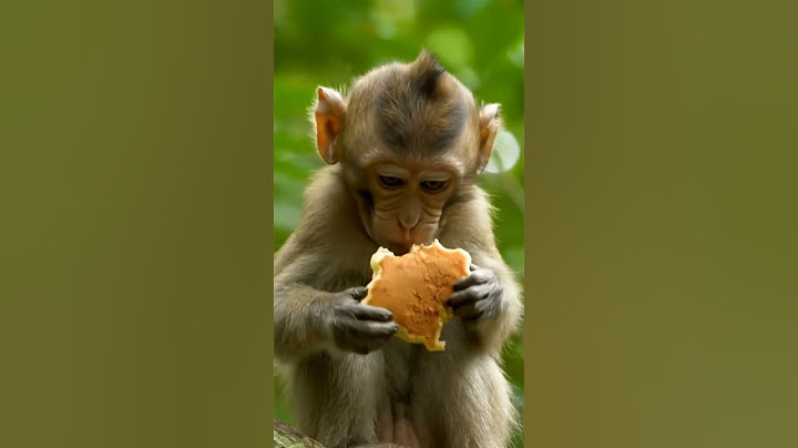 Food ASMR Series #3 – Baby Monkey Devours Pancakes Like There's No Tomorrow! 🐒🥞 #shorts