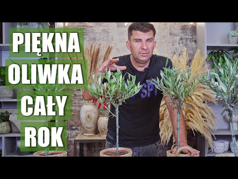 Wideo: Jak przycinać roślinę jukki?
