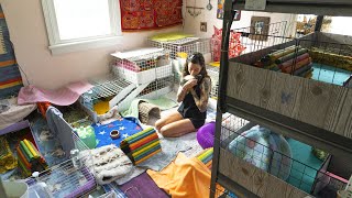 Guinea Pig Room MAKEOVER : Changing Up 3 Herds