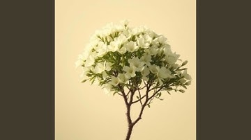 Insight into Karma: The Nature of Action and Consequence (Meditation Healing Song)