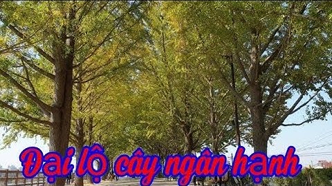 Đại lộ cây ngân hạnh, Cảnh đẹp mùa thu Hàn Quốc phần 1.