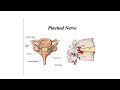 BIOL 175 Axial Part 2 Vertebral Column, Ribs, and Sternum