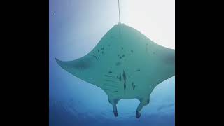 Diving in Rasdhoo (Maldives)