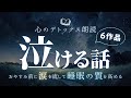 ぐっすり眠れる朗読 睡眠の質を高める寝る前の泣ける話の読み聞かせ 感動 大人向け 短編 