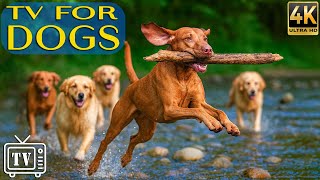 Dog TV: All-Day Entertainment &amp; Relaxing Music For Dogs | Anti-Anxiety Relief to Keep Dogs Calm