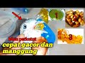 Tips perkutut cepat gacor dan rajin manggung