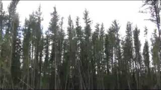 Jack Pine Forest Swaying in the Wind