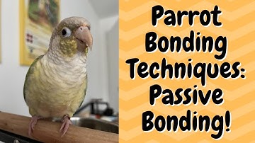 Parrot Bonding & Taming Techniques: Passive Bonding