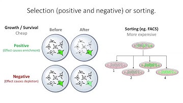 Deep Mutational Scanning, Dr. Kenny Matreyek