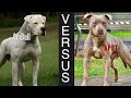 DOGUVERSES: AMERICAN BULL DOG vs. AMERICAN PITBULL TERRIER