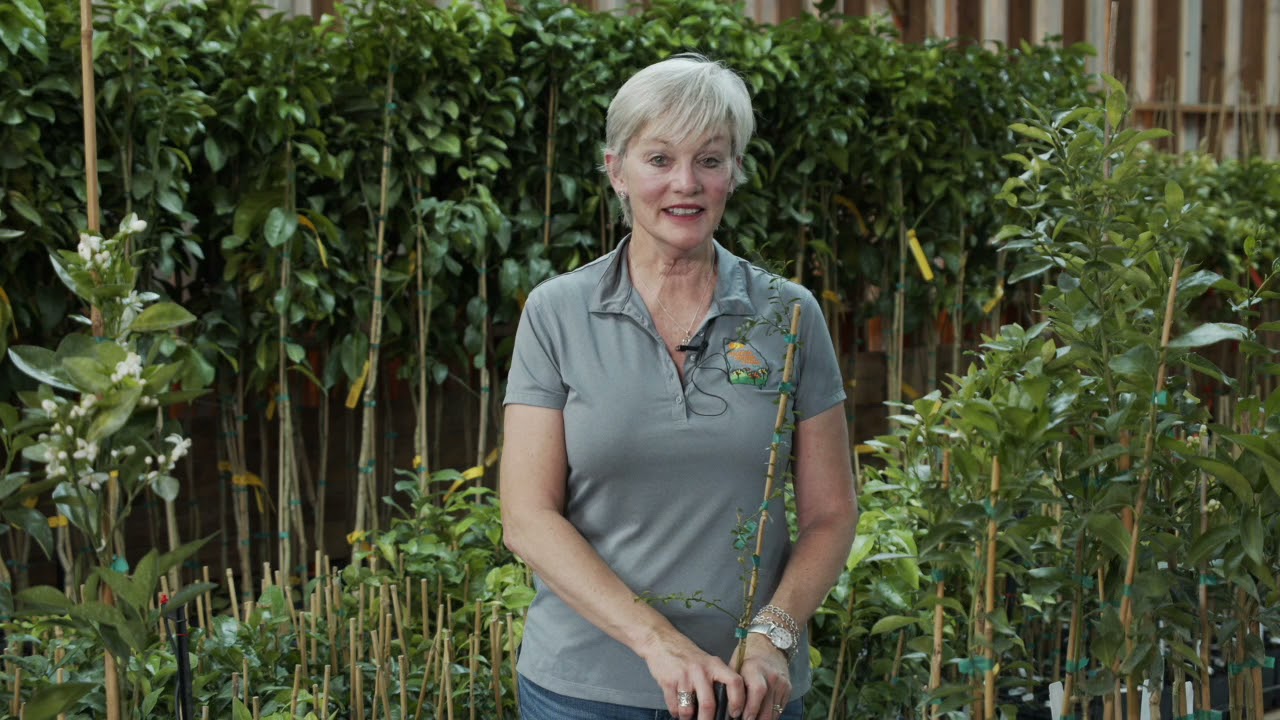 GA Grown Citrus Should You Plant Near Another Tree YouTube