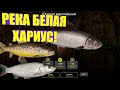 Русская рыбалка 4(рр4/rf4) - Река Белая, Хариус!!!