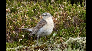 Linduška horská, Water Pipit, Bergpieper, Waterpieper, Pipit spioncelle, Siwerniak