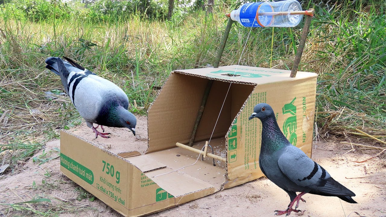 How to Make a Simple and Effective Bird Trap –