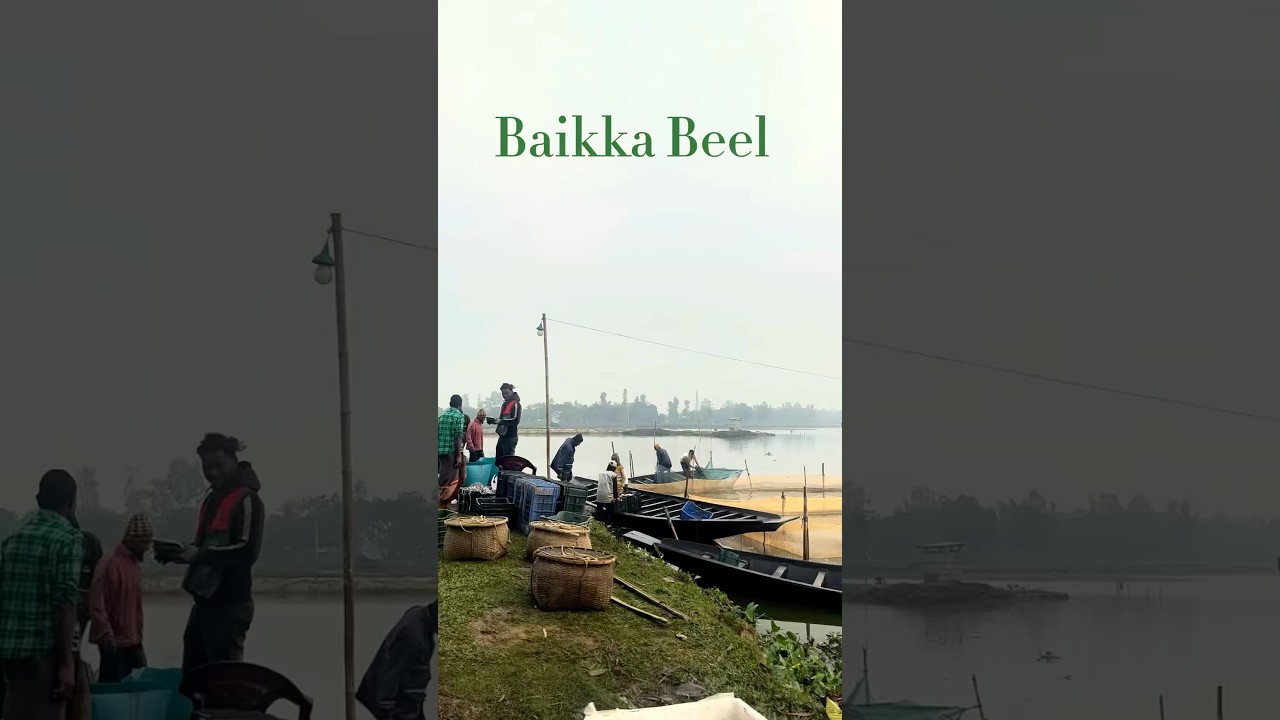 পাখির রাজ্য বাইক্কাবিল, শ্রীমঙ্গল | Baikka Beel, Sreemangal | Sylhet #shorts #travel #sylhet