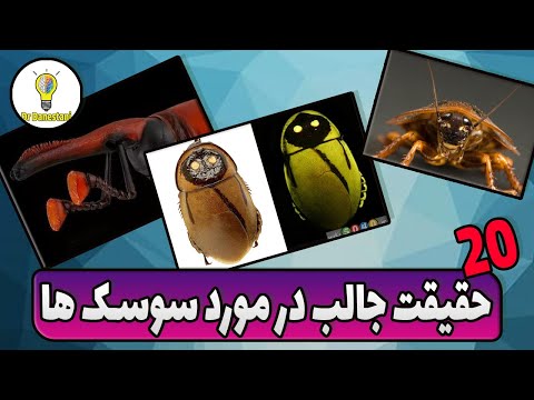 حقایق جالب در مورد سوسک ها | سوس ها | سوسک بالدار | سوسک خوردن | سوسک آلمانی | سوسک آمریکایی 🤯