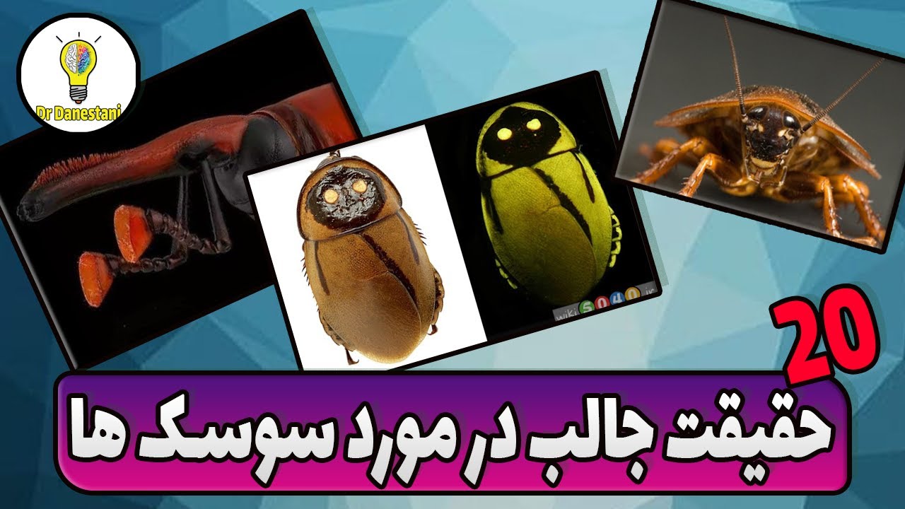 حقایق جالب در مورد سوسک ها سوس ها سوسک بالدار