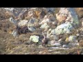 Caccia allo Stambecco in val Calanca (Ibex Hunting)