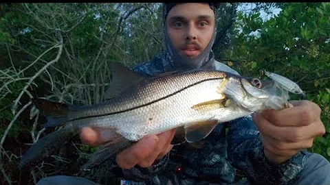 Smallest Topwater Walking Bait Ever?! (Swordspine Snook Hunt #4)