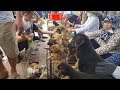 Khám phá chợ bán chó mèo cảnh rẻ và đẹp nhất Việt Nam