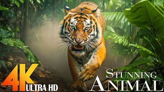 HUNTER ANIMALS - 8K (60FPS) ULTRA HD - With Nature Sounds (nationa geographic)