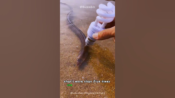 Epic Electric Eels: The Untold Story Begins Now🌊 #shorts #buzzbilt  #animals #wildcreatures