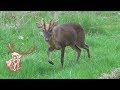 MUNTJAC BUCK CALLING
