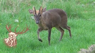 MUNTJAC BUCK CALLING