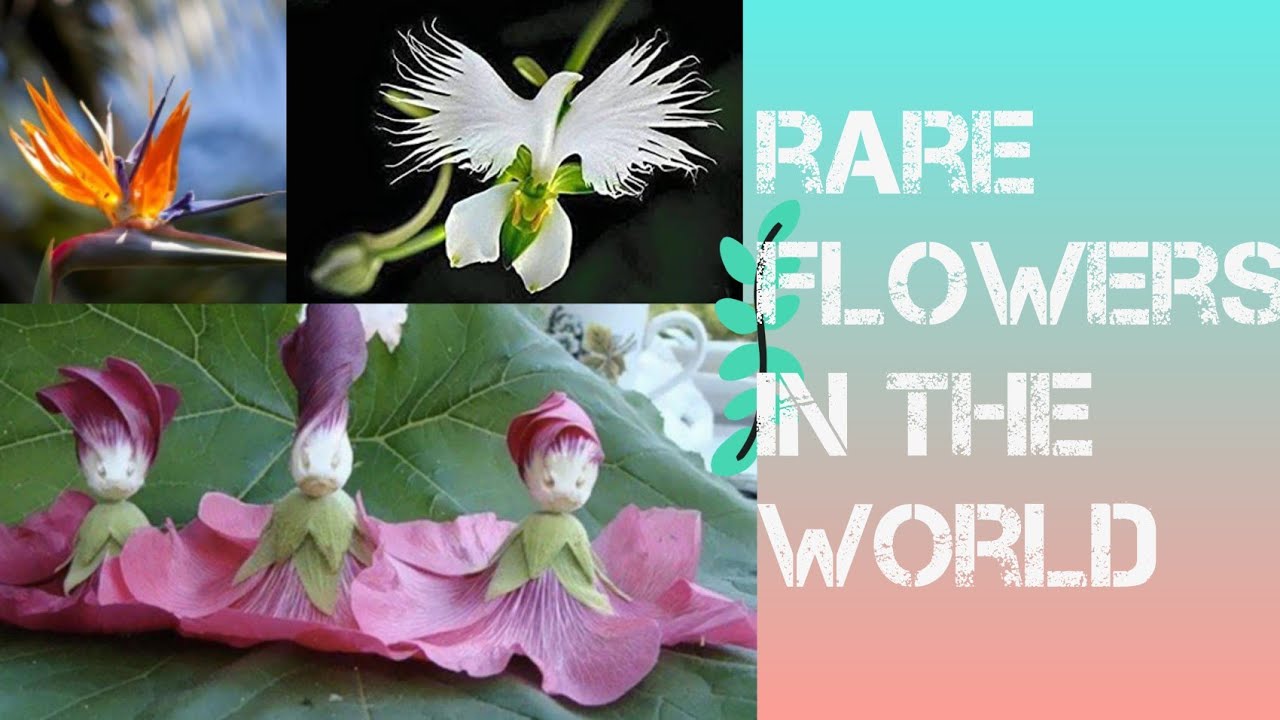 Rare flowers across the world you never knew existed 🌼