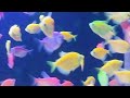 Different types of Fishes 🐬🐠🐟
