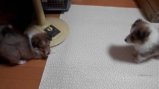 シェルティー 16122107