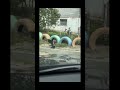 Ворона vs крыса ч.2 (подпишитесь пожалуйста)
