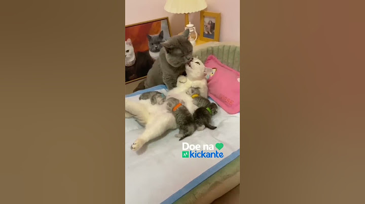 Os gatos também amam 💙