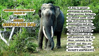 World Elephants Day.(Celebrate elephants on August 12th, 2021 ~) 